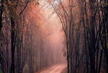 上海五星体育今天节目表有哪些精彩内容？